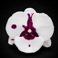 Phalaenopsis King Car Pieris Canidia