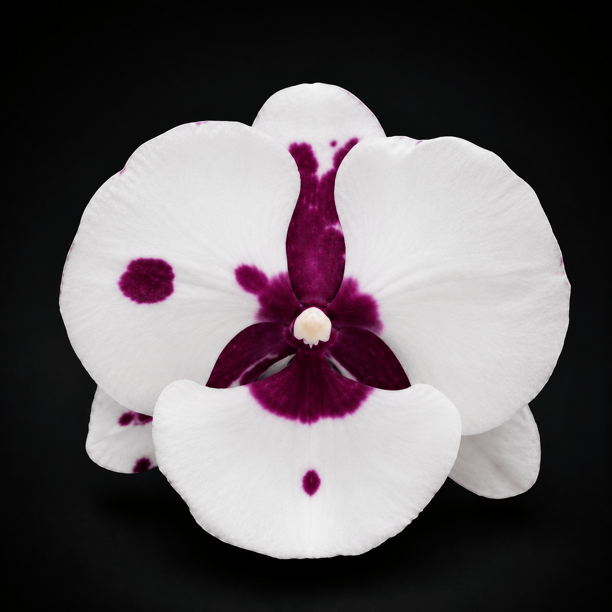 Phalaenopsis King Car Pieris Canidia