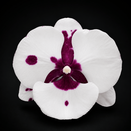 Phalaenopsis King Car Pieris Canidia