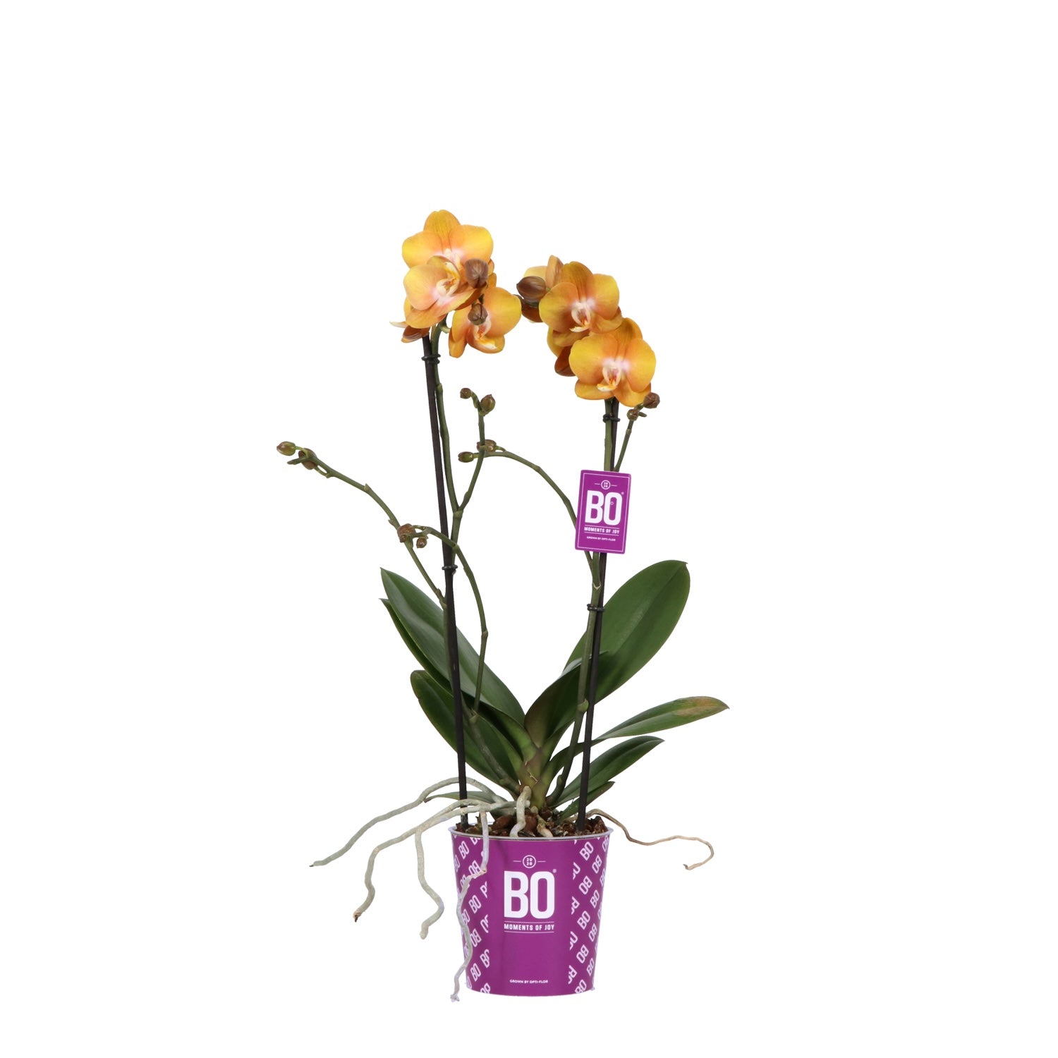 Phalaenopsis Phalfamzol (Las Vegas)