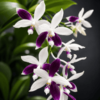Phalaenopsis Lioulin Blue Jenny