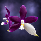 Phalaenopsis Lioulin Blue Jenny