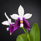 Phalaenopsis Lioulin Blue Jenny
