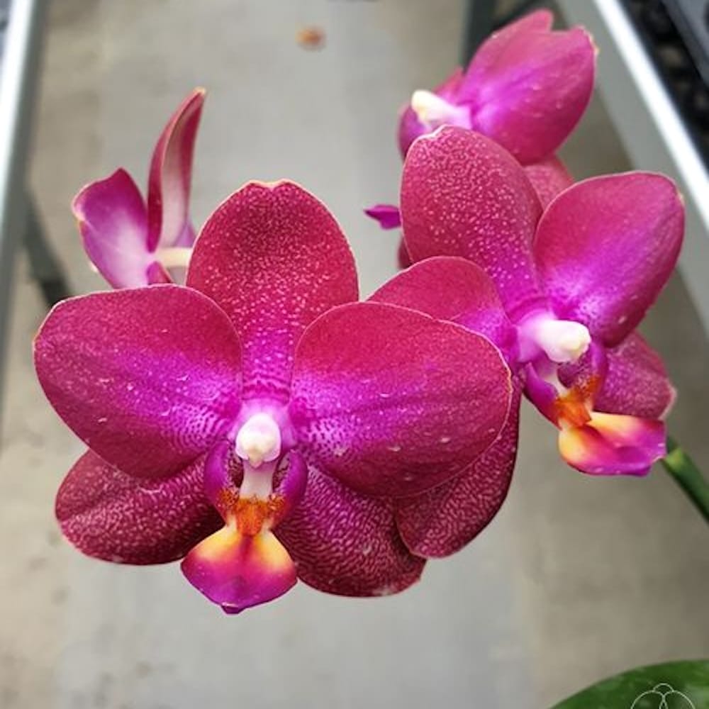 Phalaenopsis Lioulin Rose Bud