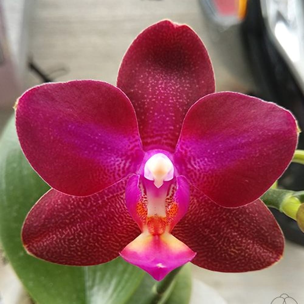 Phalaenopsis Lioulin Rose Bud