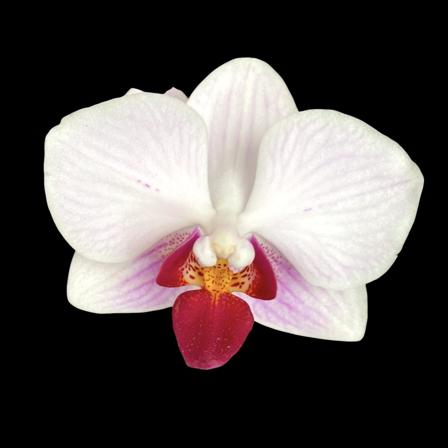 Phalaenopsis Little Gem Stripes (variegata)