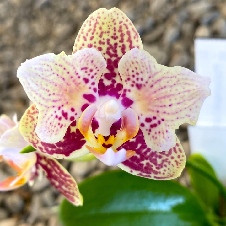 Phalaenopsis Lucky Leopard (peloric)