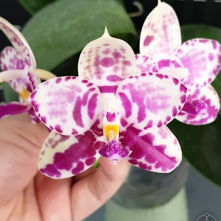 Phalaenopsis Lyndon Mix Zebra '867'