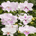 Phalaenopsis Micaels Florence