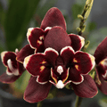 Phalaenopsis Miki Black Bat (peloric)