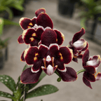 Phalaenopsis Miki Black Bat (peloric)