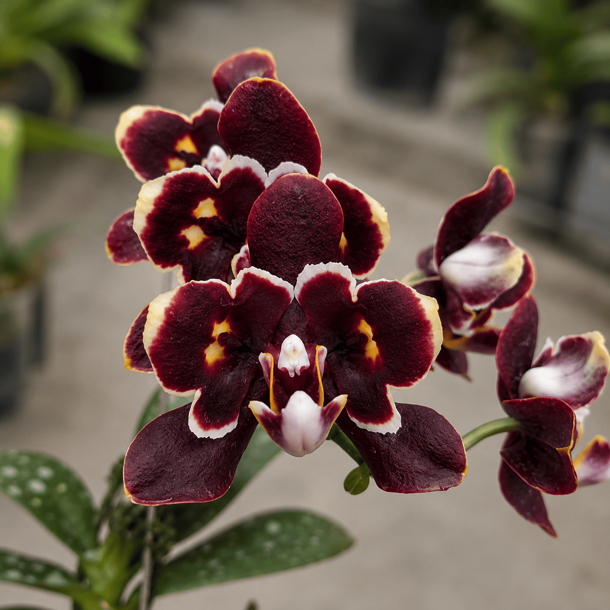 Phalaenopsis Miki Black Bat (peloric)