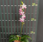 Phalaenopsis Miki Blue Angel C1 '239'