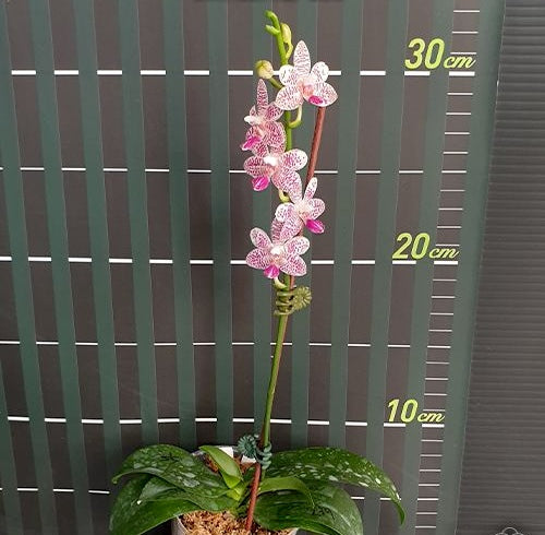 Phalaenopsis Miki Blue Angel C1 '239'