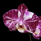Phalaenopsis Miki Chocolate '518'