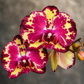Phalaenopsis Miki Crown '3675'