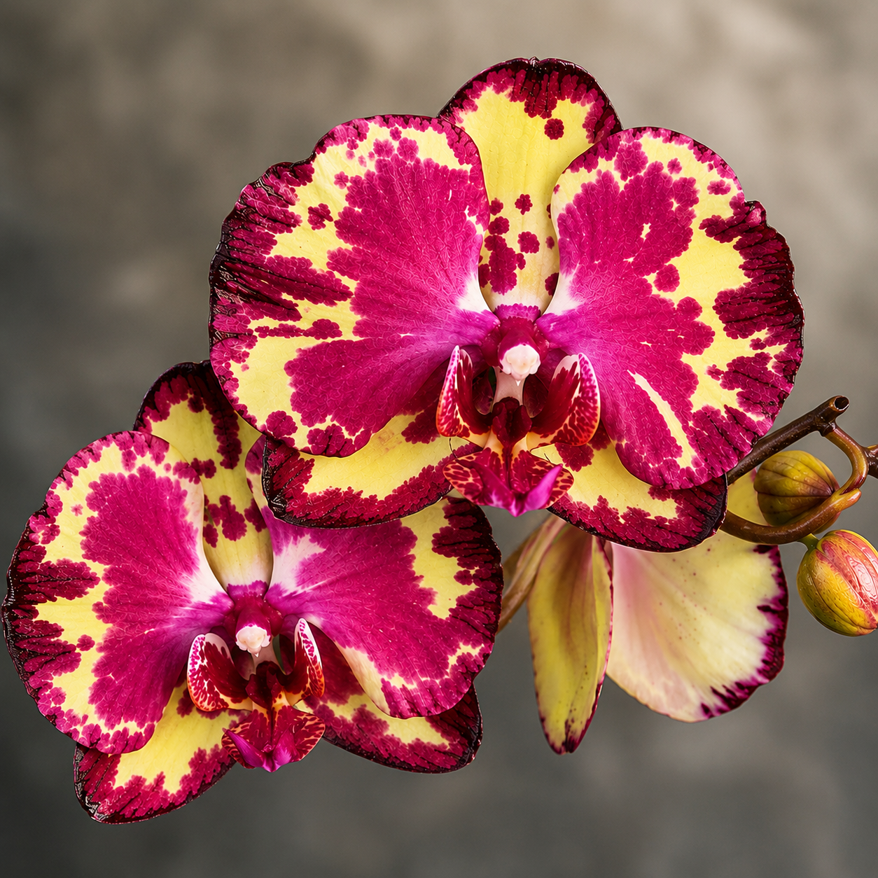 Phalaenopsis Miki Crown '3675'