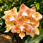Phalaenopsis Miki Fantasy (peloric)