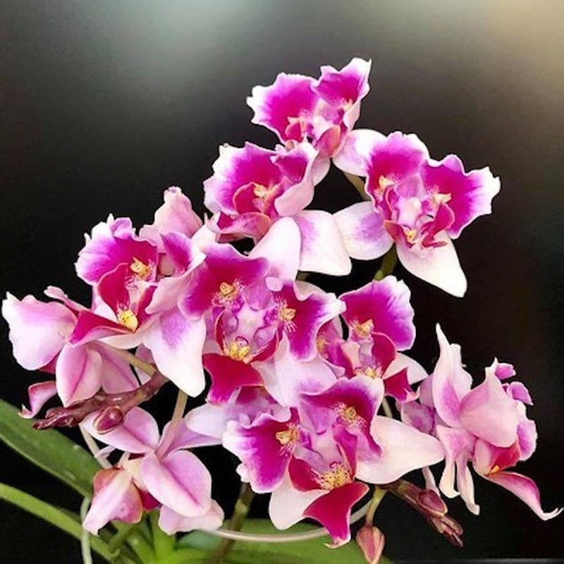 Phalaenopsis Miki Fire fox '3285' (peloric)