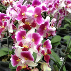 Phalaenopsis Miki Fire fox '3285' (peloric)