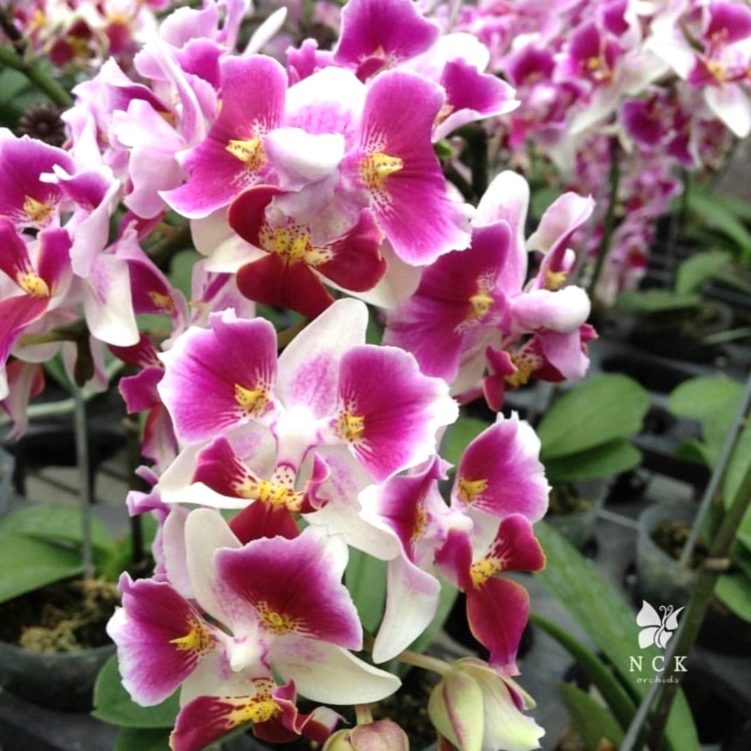Phalaenopsis Miki Fire fox '3285' (peloric)