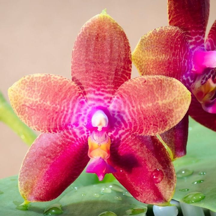 Phalaenopsis Miki Mok Choi Bear Queen '687'