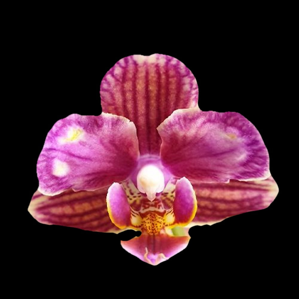 Phalaenopsis Miki Mouse (peloric)