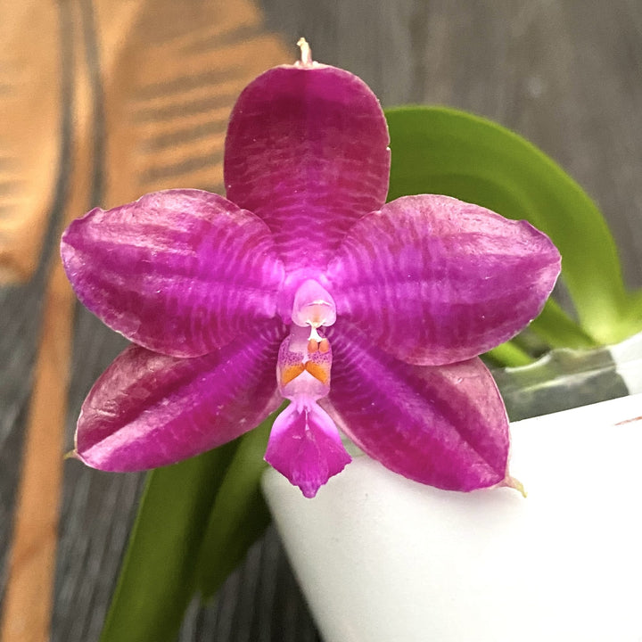 Phalaenopsis Miki Sabina '803'