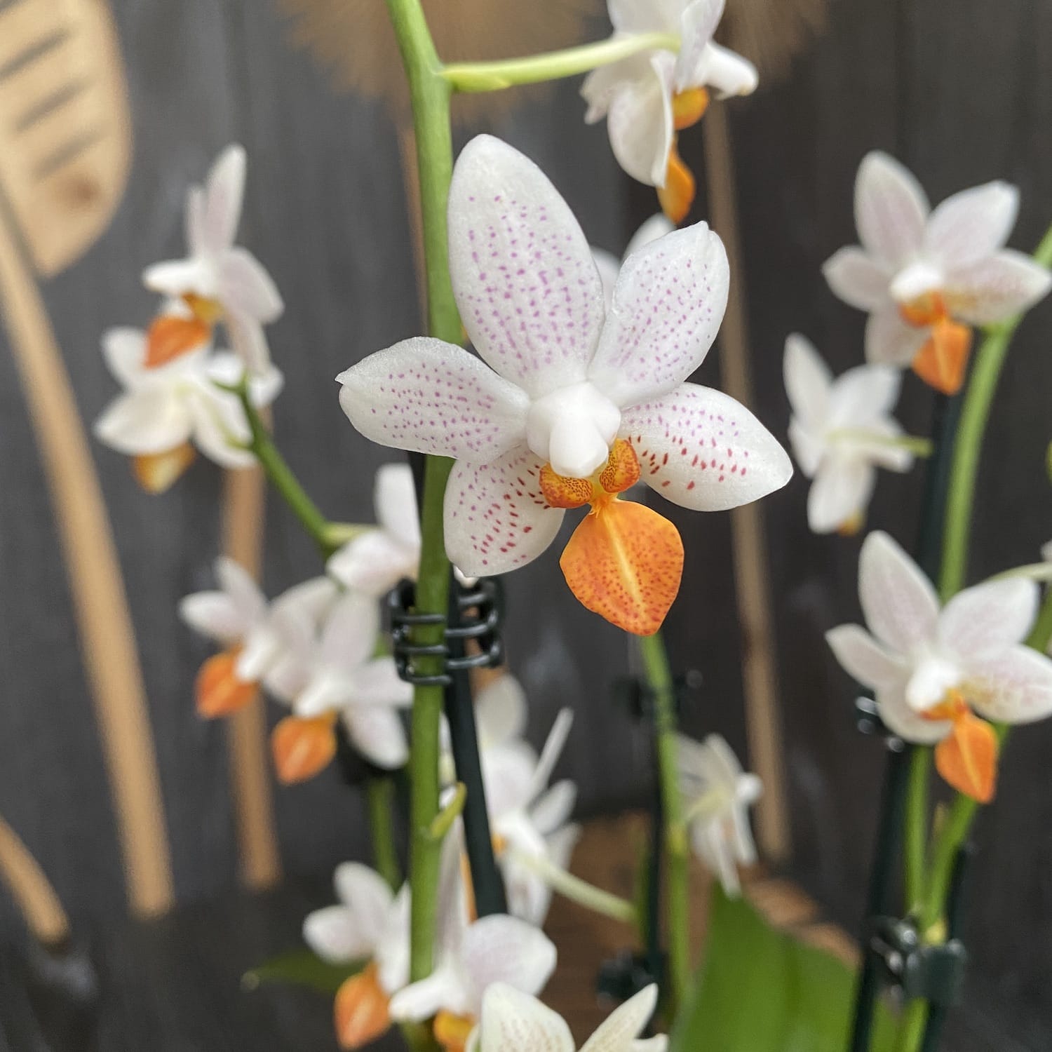 Phalaenopsis Mini Mark (Olanda) - 2 piante/vaso