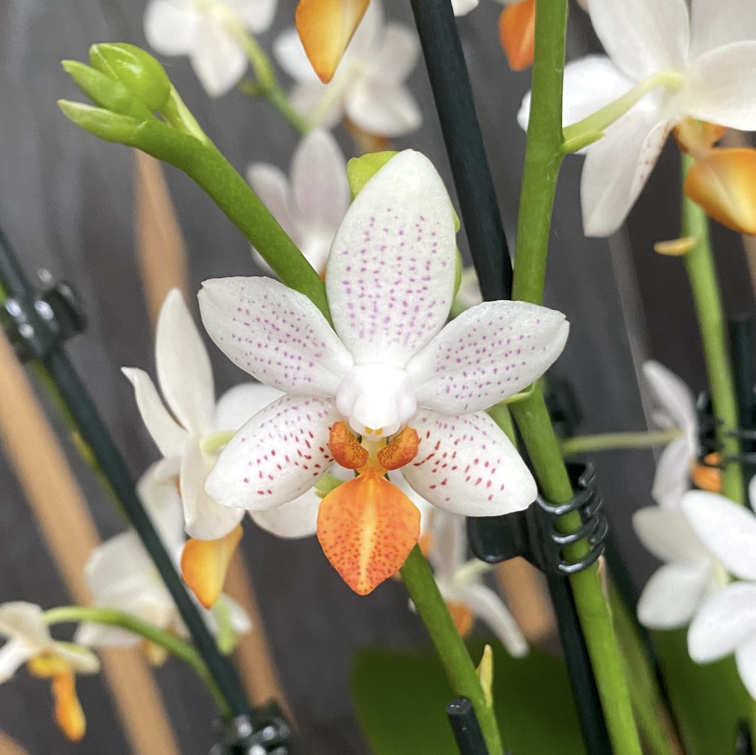 Phalaenopsis Mini Mark (Olanda) - 2 piante/vaso