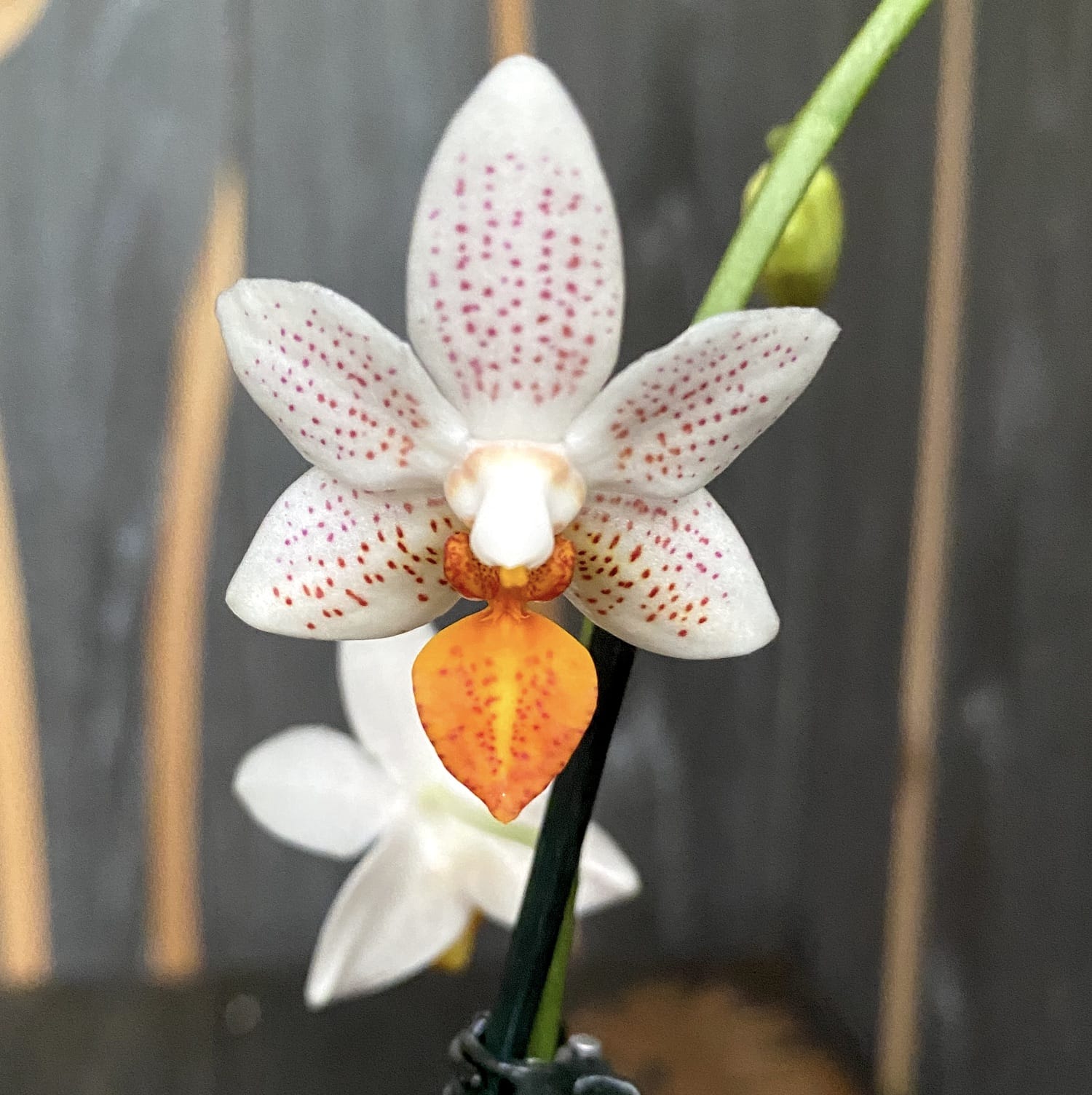 Phalaenopsis Mini Mark (Olanda) - 2 piante/vaso