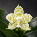 Phalaenopsis Mituo Golden Tiger
