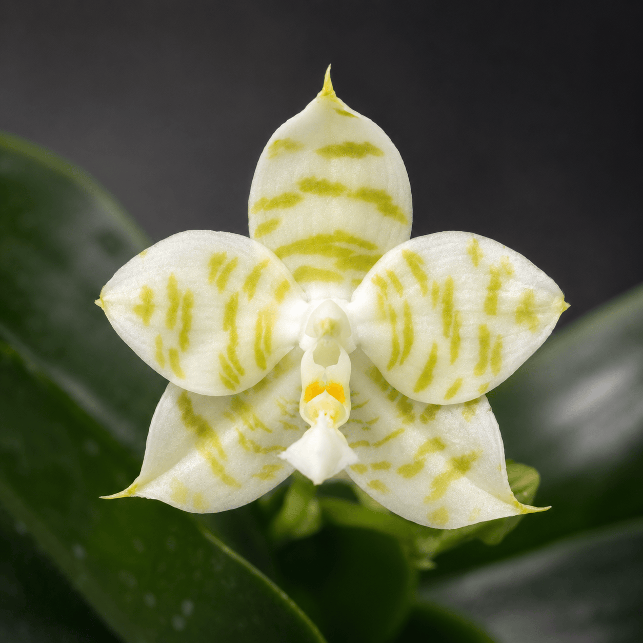 Phalaenopsis Mituo Golden Tiger