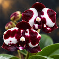Phalaenopsis Mituo Sunrise 'Snow Red' × Mituo Blue Cat