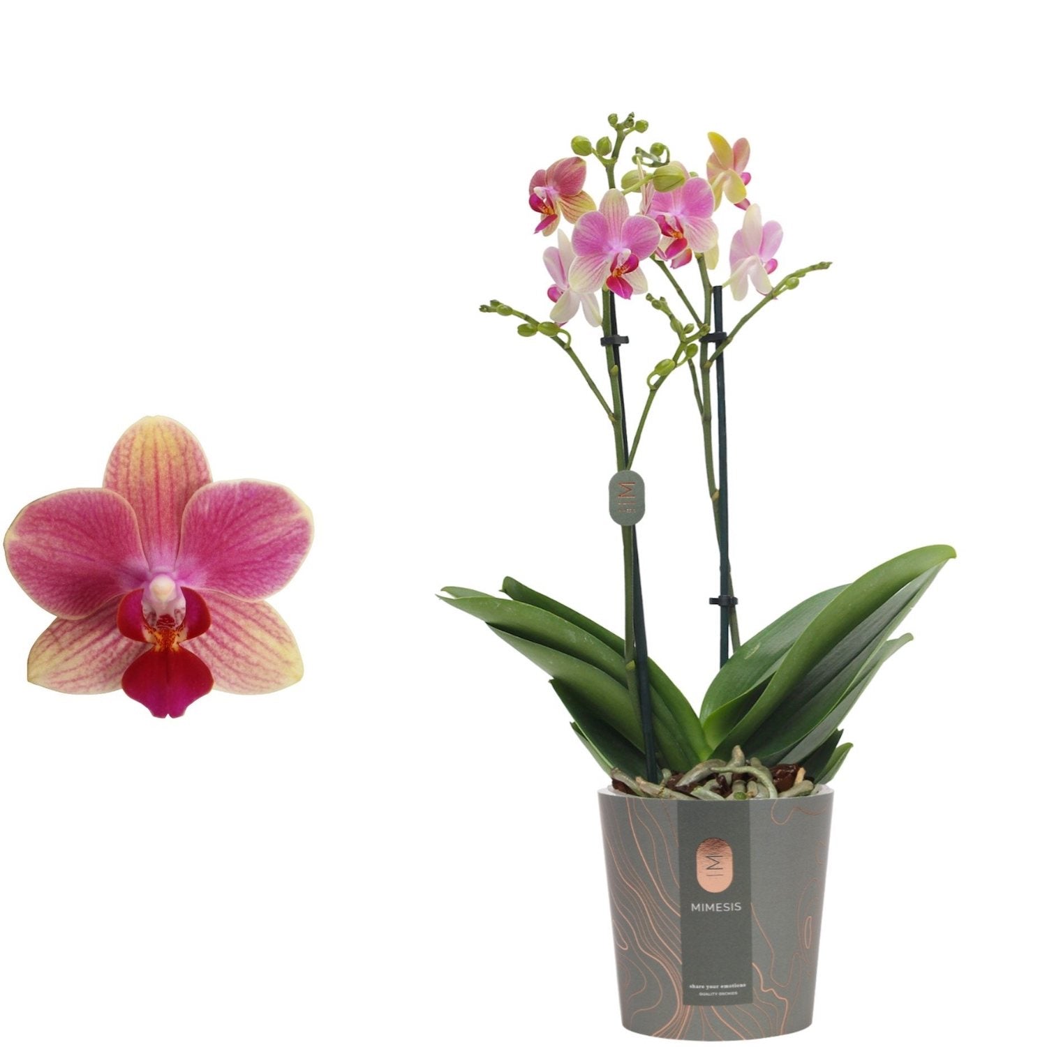 Phalaenopsis Summersong