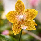 Phalaenopsis New Wave