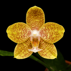 Phalaenopsis New Wave