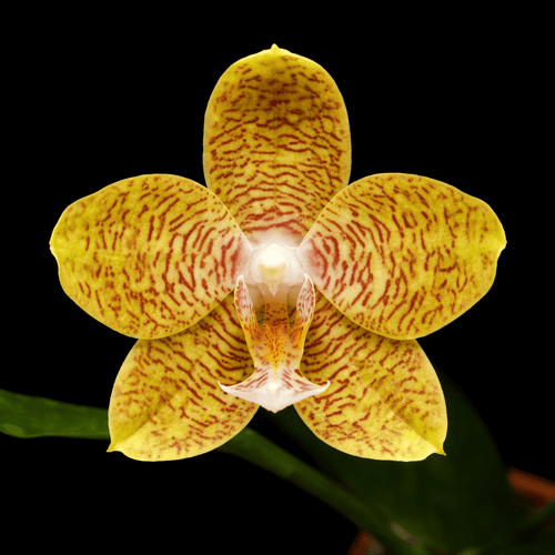 Phalaenopsis New Wave