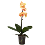 Phalaenopsis Éjszakai Szerelme