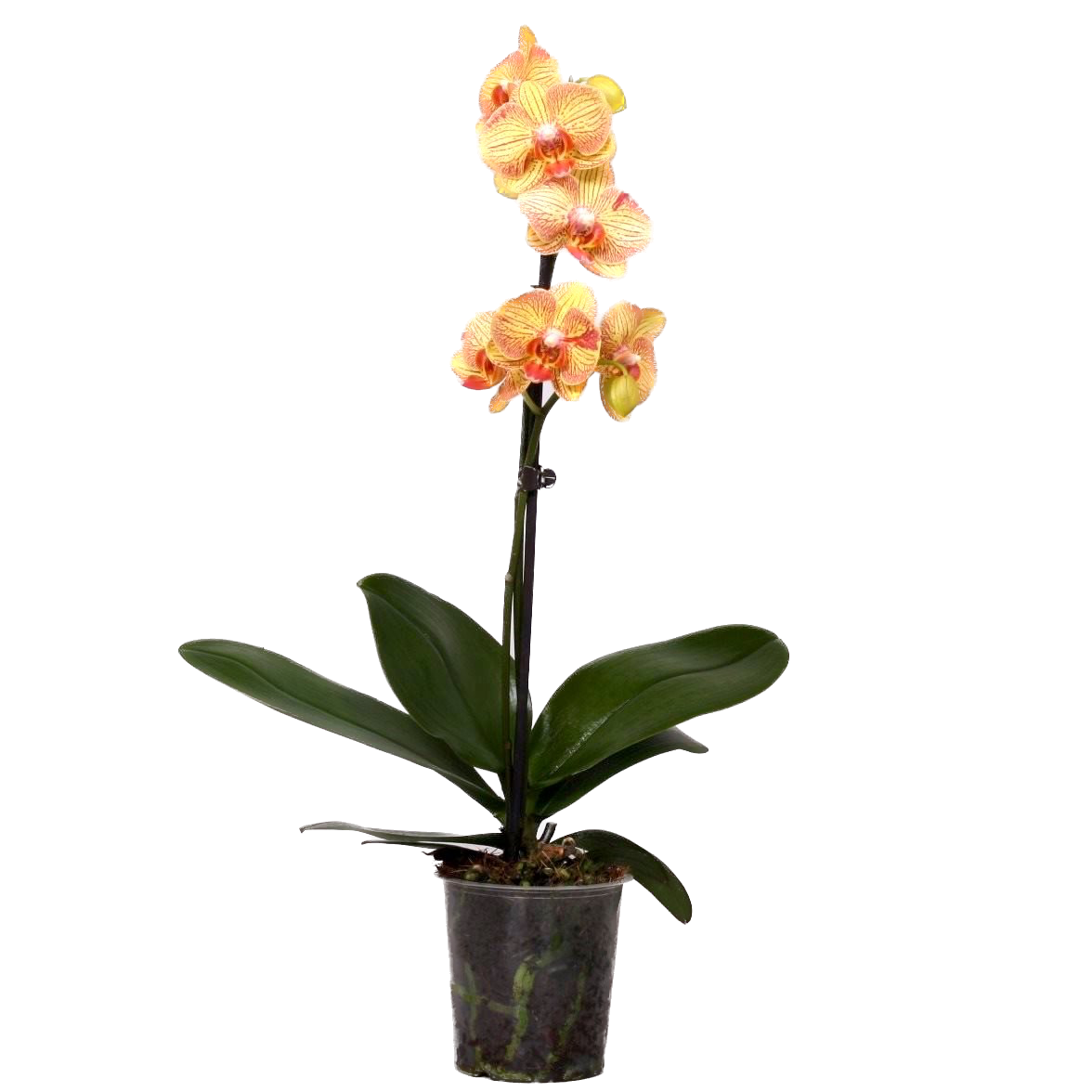 Phalaenopsis Nightfall of Love