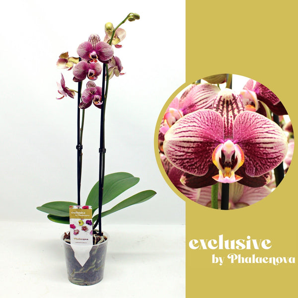 Phalaenopsis Phantom