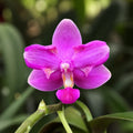 Phalaenopsis Purple Gem „Es“ (pelorisch) – duftend