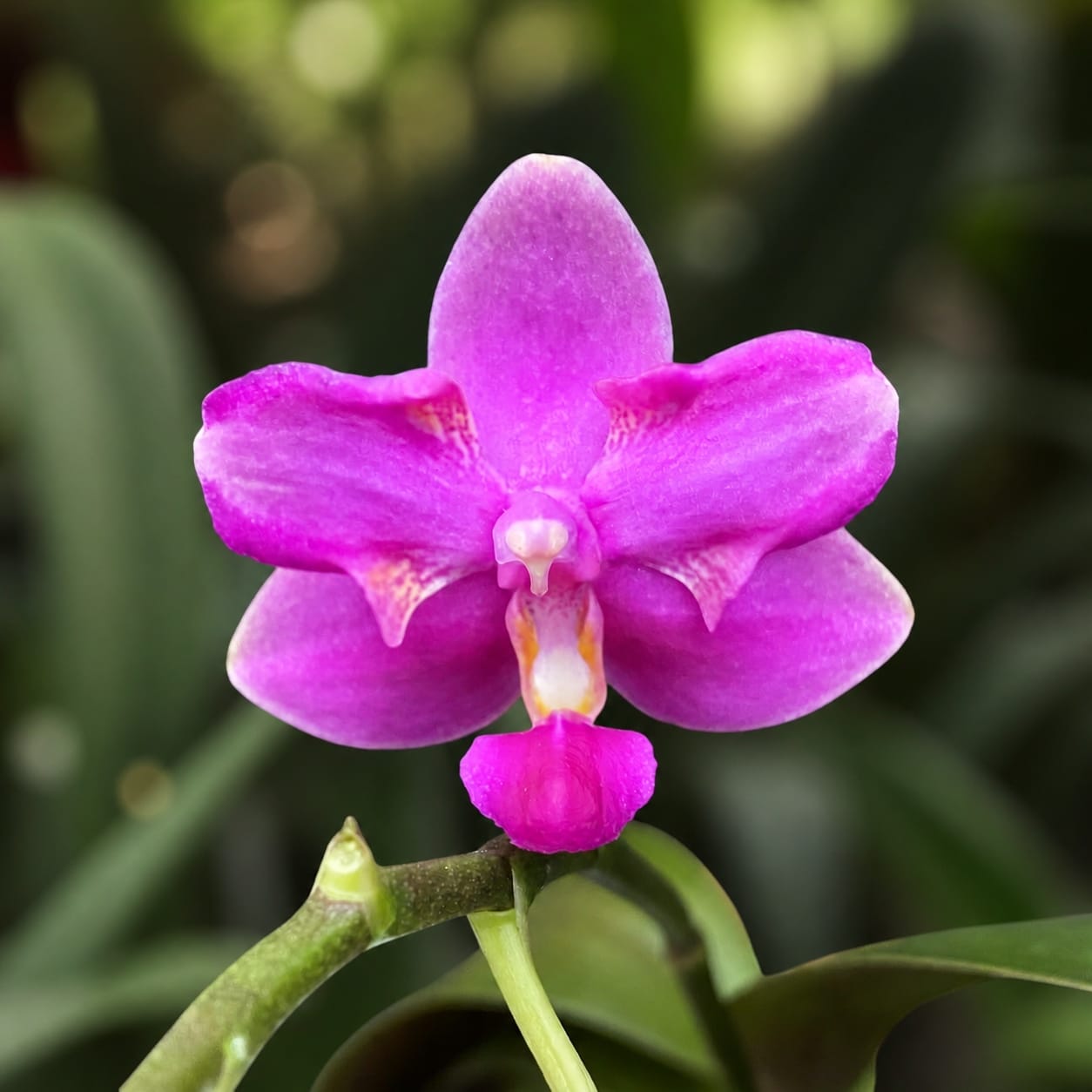 Phalaenopsis Purple Gem „Es“ (pelorisch) – duftend