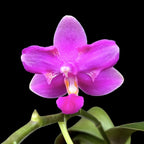 Phalaenopsis Purple Gem 'Es' - parfumée