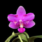 Phalaenopsis Purple Gem 'Es' - parfumée