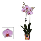 Phalaenopsis Romance