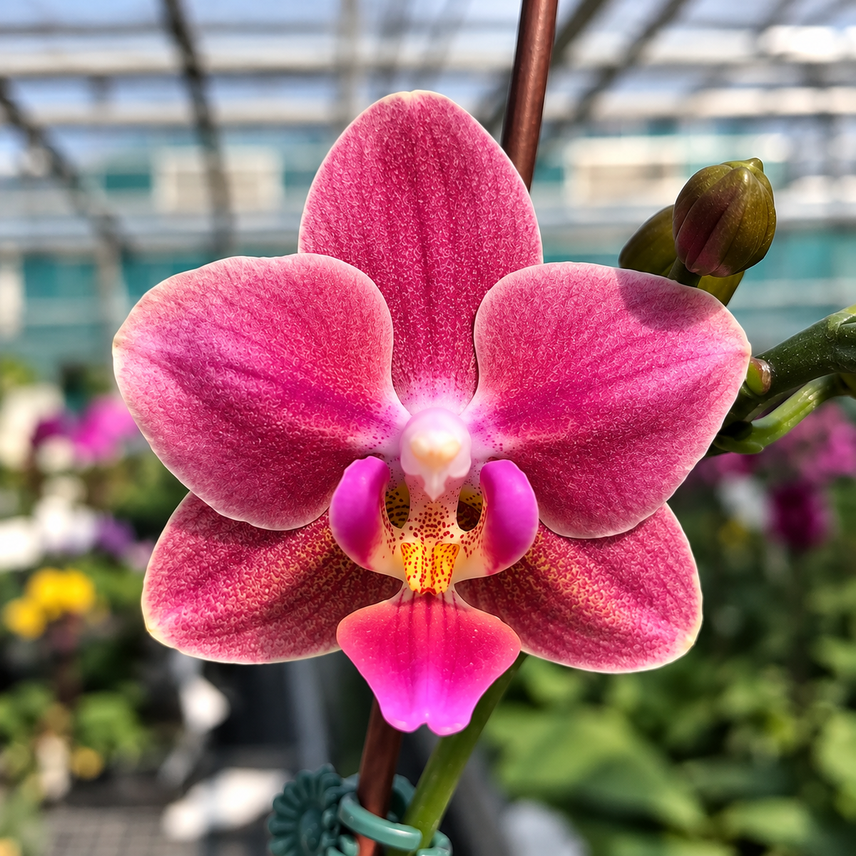 Phalaenopsis Ron-E Glamor '3252'