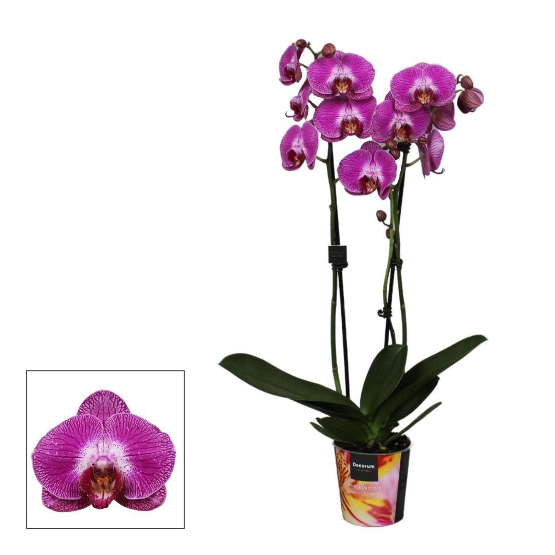 Phalaenopsis Sangria
