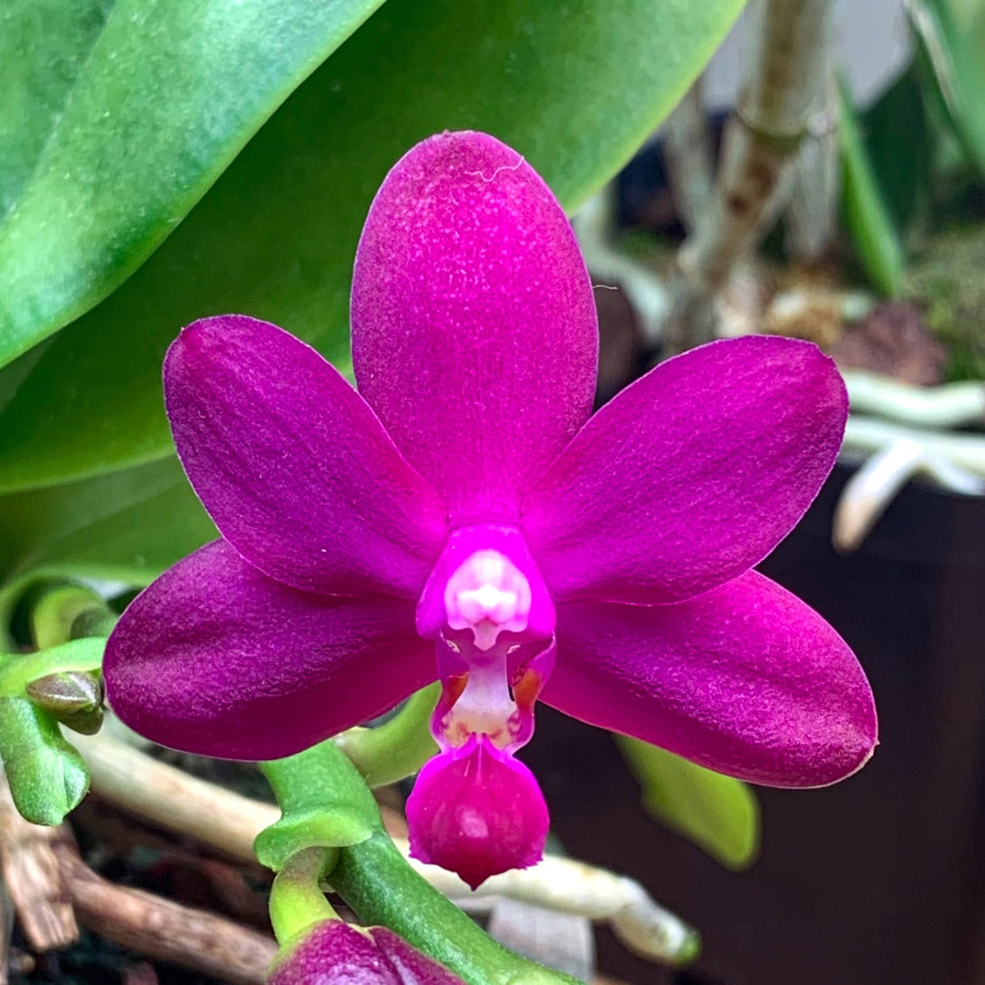 Phalaenopsis Sapphire's Galah (Phal. Purple Martin × Phal. violacea)