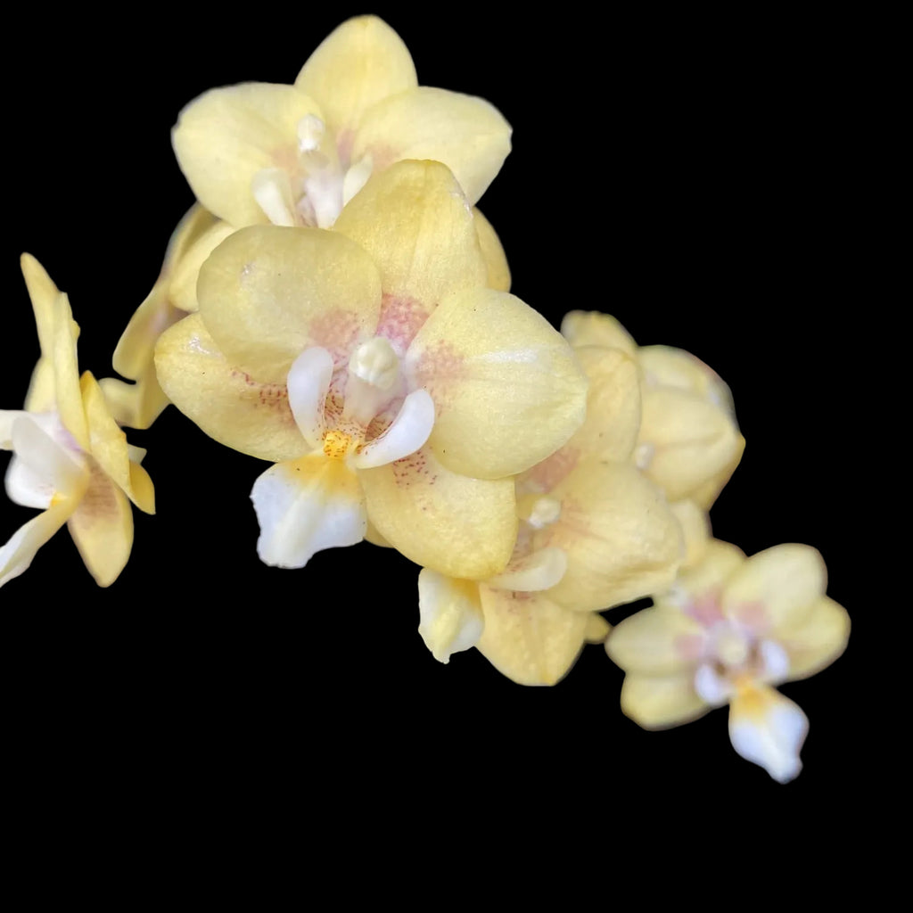 Phalaenopsis Sogo Banana - αρωματικά λουλούδια